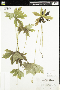 Anemone canadensis image