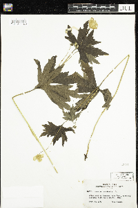 Anemone canadensis image