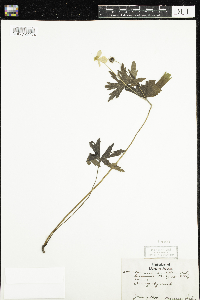 Anemone canadensis image