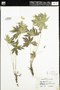 Anemone canadensis image