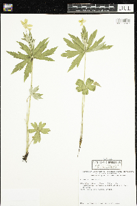 Anemone canadensis image