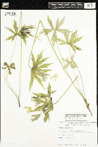 Anemone canadensis image