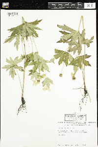 Anemone canadensis image