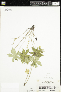 Anemone canadensis image
