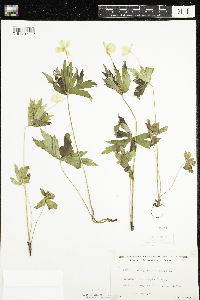 Anemone canadensis image
