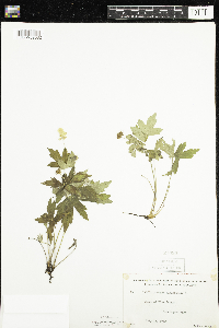 Anemone canadensis image