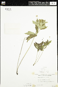 Anemone canadensis image