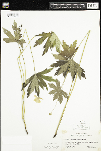 Anemone canadensis image