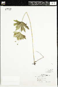 Anemone canadensis image