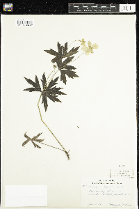 Anemone canadensis image