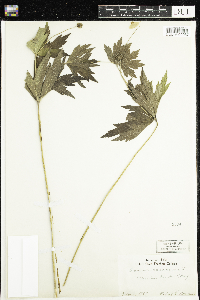 Anemone canadensis image