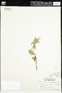 Anemone canadensis image