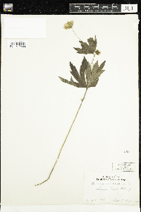Anemone canadensis image