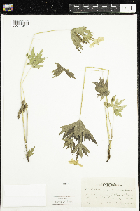 Anemone canadensis image