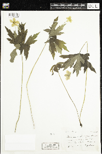 Anemone canadensis image