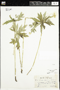 Anemone canadensis image
