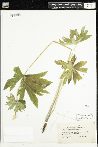 Anemone canadensis image