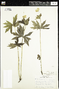 Anemone canadensis image