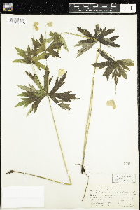 Anemone canadensis image