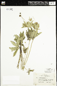 Anemone canadensis image