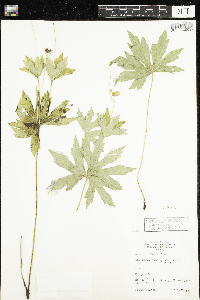 Anemone canadensis image