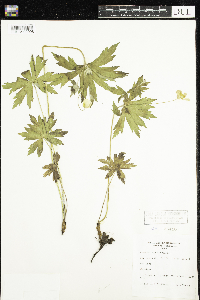 Anemone canadensis image