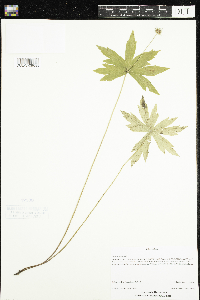 Anemone canadensis image