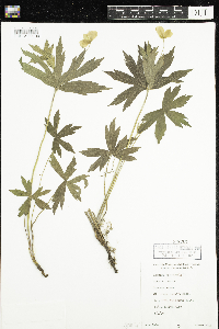 Anemone canadensis image