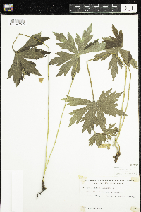 Anemone canadensis image