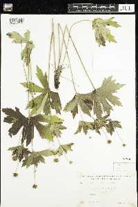 Anemone canadensis image