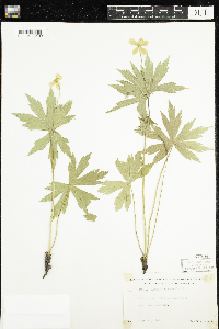 Anemone canadensis image