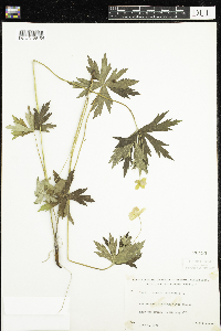 Anemone canadensis image