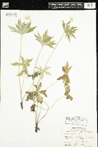 Anemone canadensis image