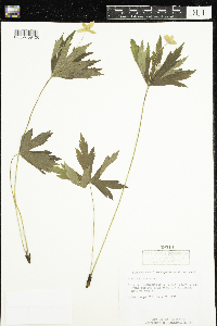 Anemone canadensis image