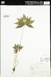 Anemone canadensis image
