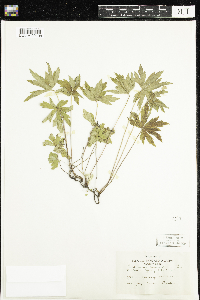 Anemone canadensis image