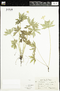 Anemone canadensis image