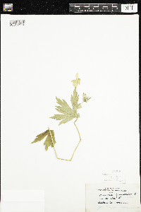 Anemone canadensis image