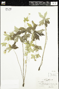 Anemone canadensis image