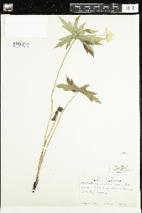 Anemone canadensis image