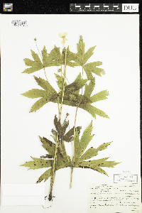 Anemone canadensis image