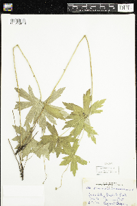 Anemone canadensis image