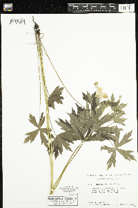 Anemone canadensis image
