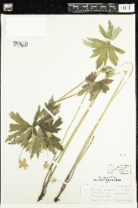 Anemone canadensis image