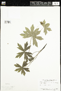 Anemone canadensis image