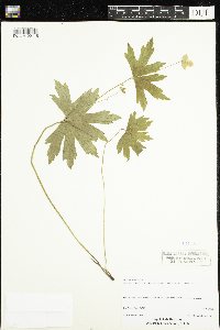 Anemone canadensis image