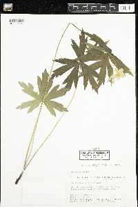 Anemone canadensis image