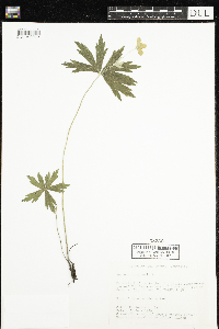 Anemone canadensis image