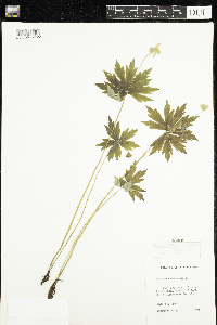 Anemone canadensis image