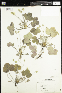 Anemone americana image